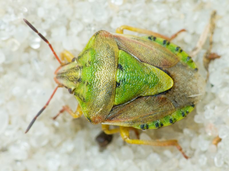 Antheminia lunulata (Goeze, 1778)